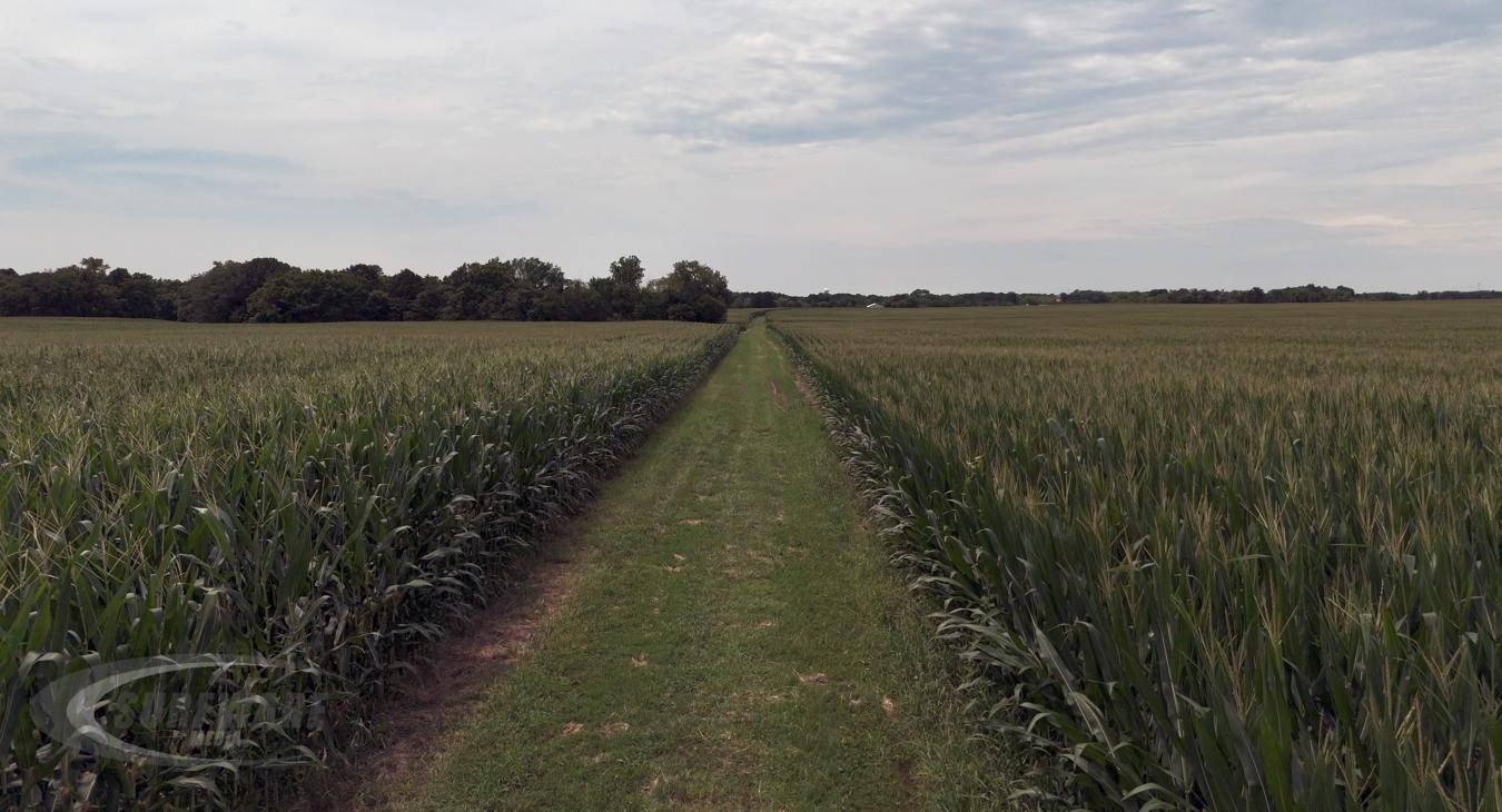 Corn Field
